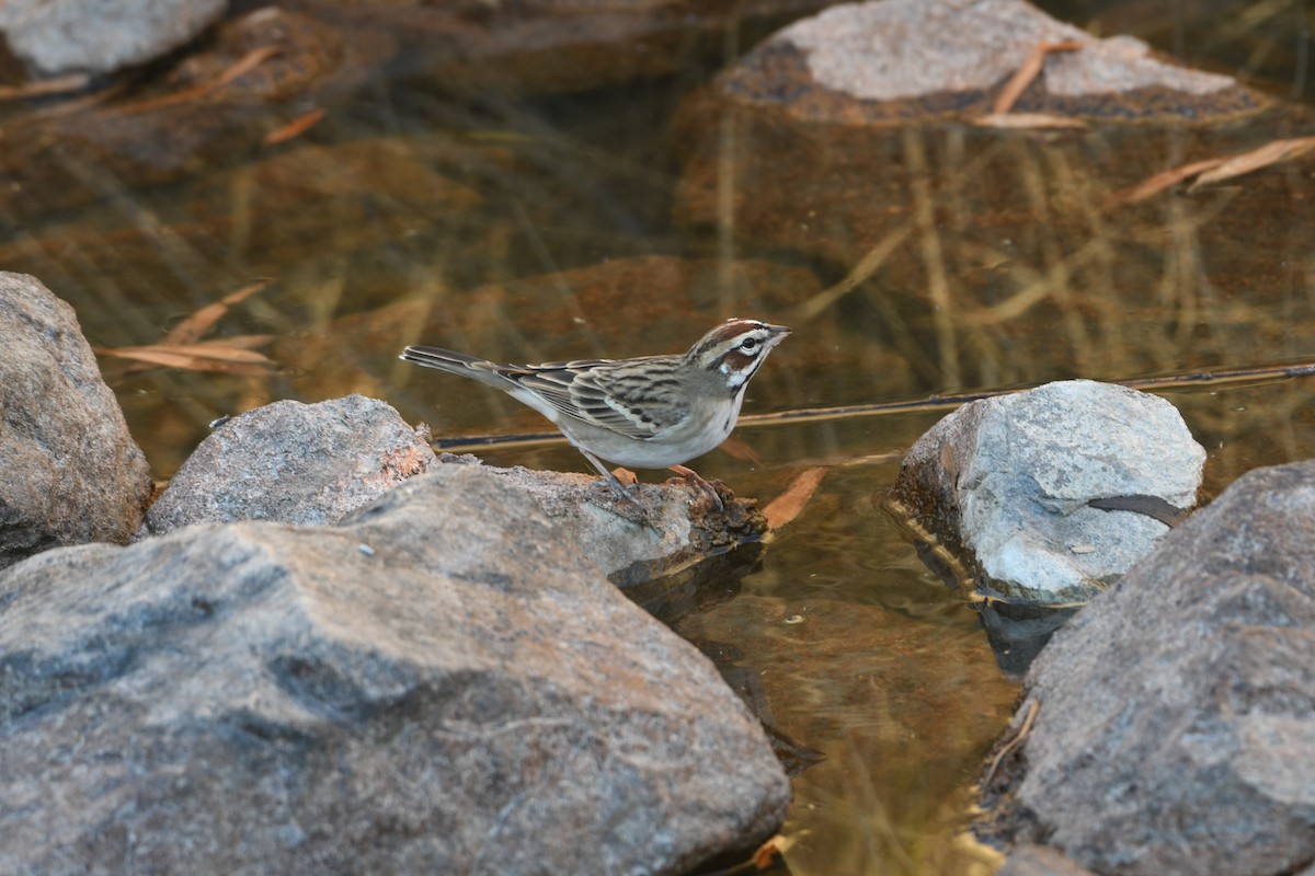 Chingolo Arlequín - ML647658692