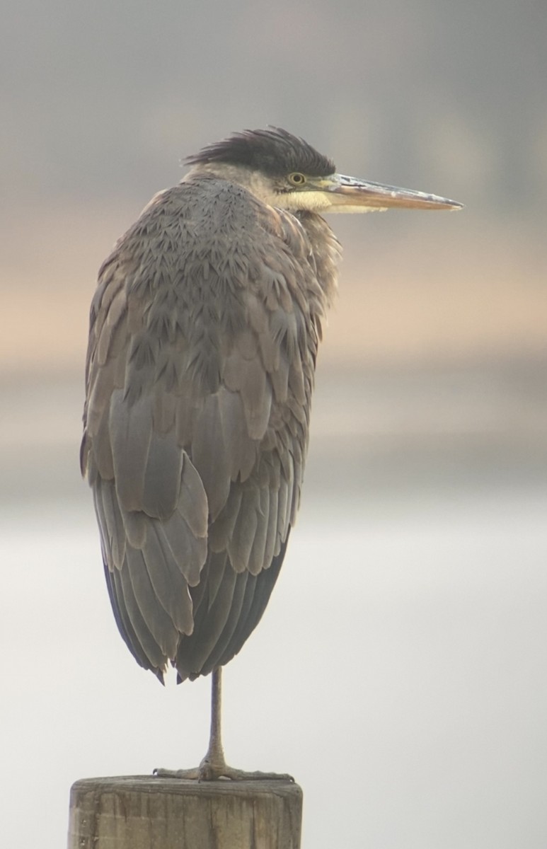 Garza Azulada - ML647658693