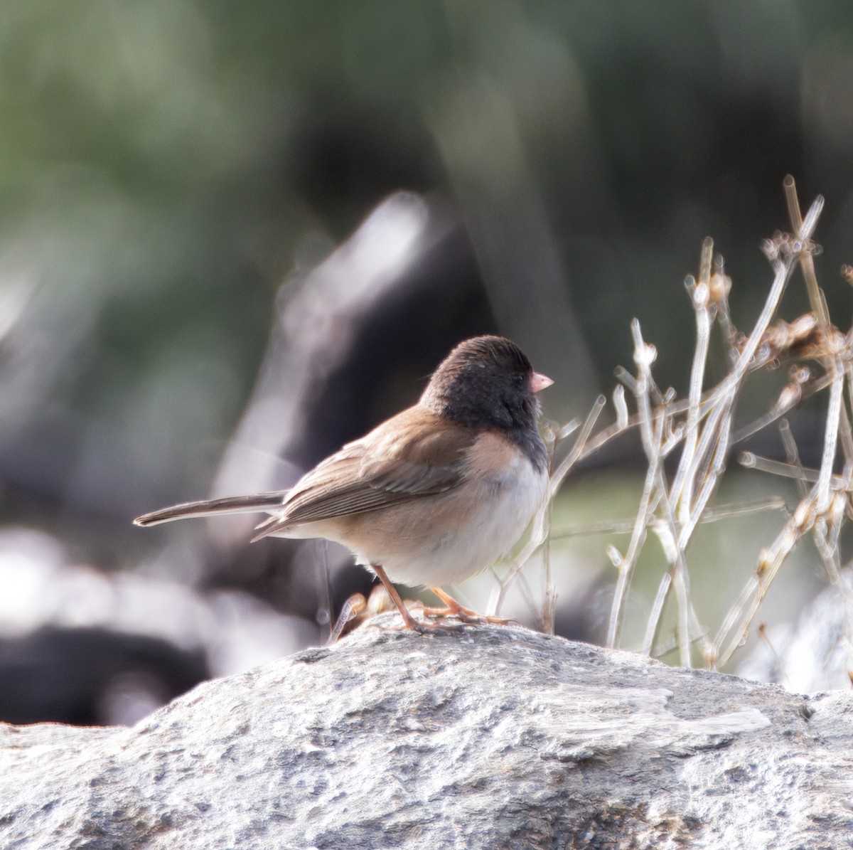 Junco Ojioscuro (de Oregón) - ML647658694