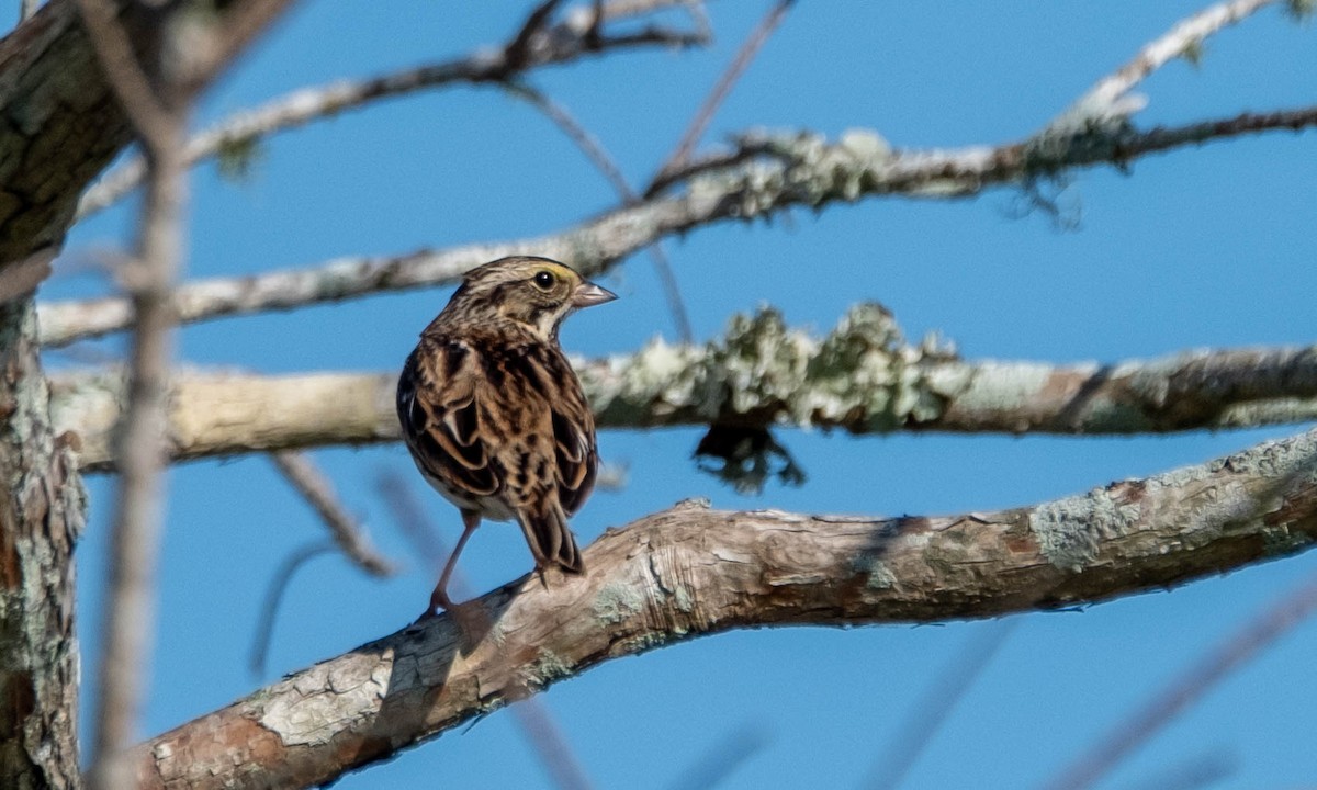 Chingolo Sabanero - ML647658695