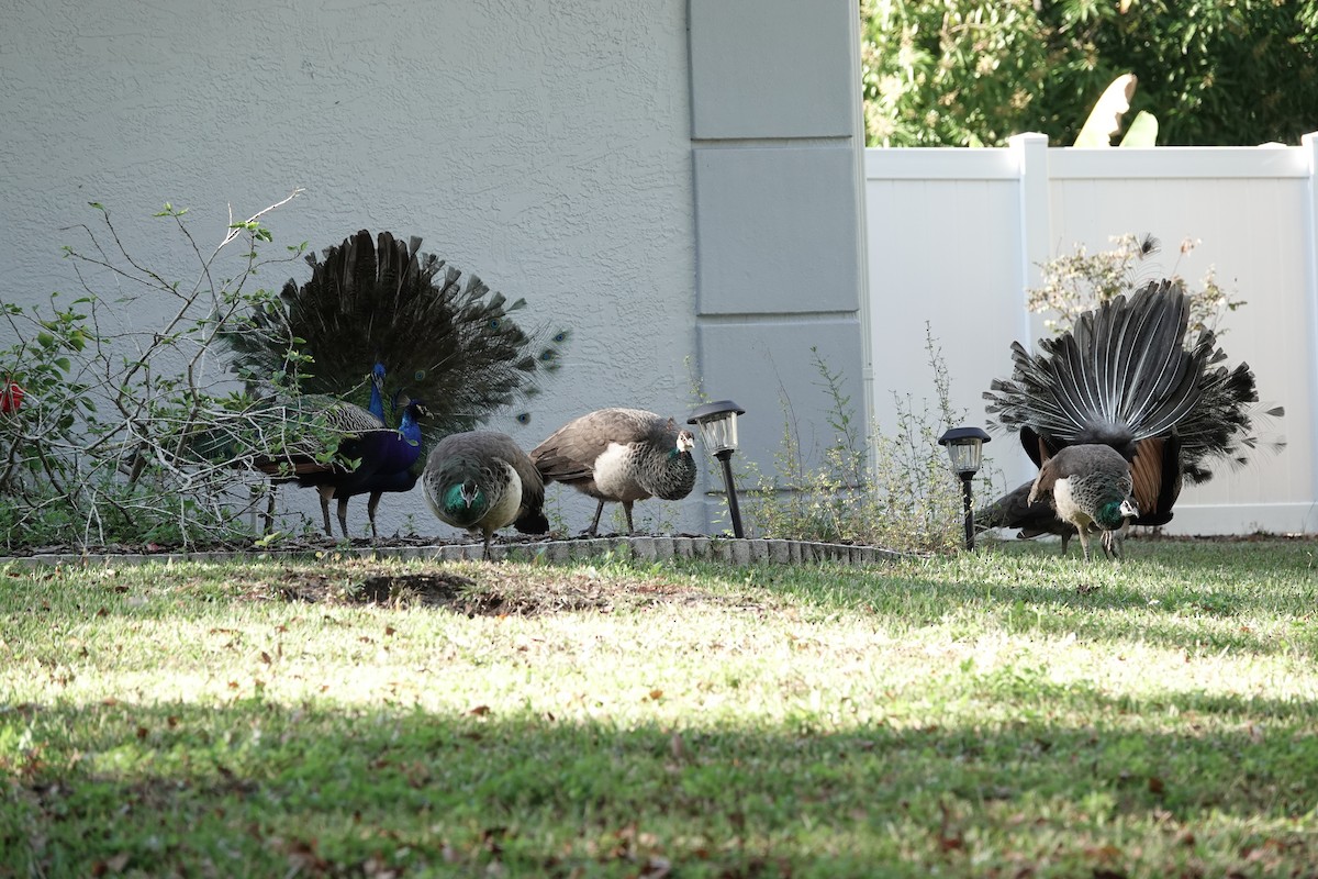 Pavo Real Común - ML647658697