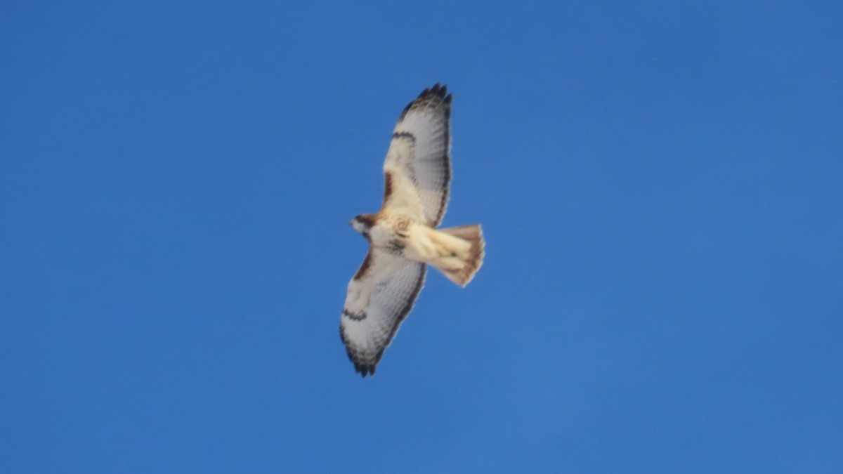 Busardo Colirrojo - ML647658700