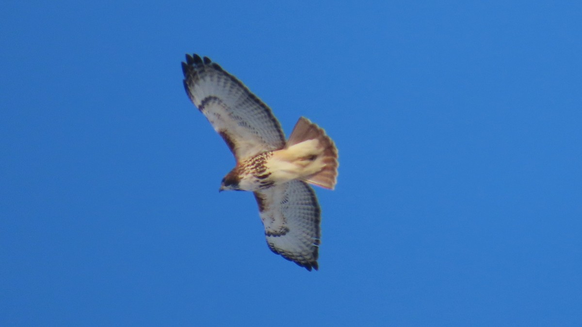 Busardo Colirrojo - ML647658701