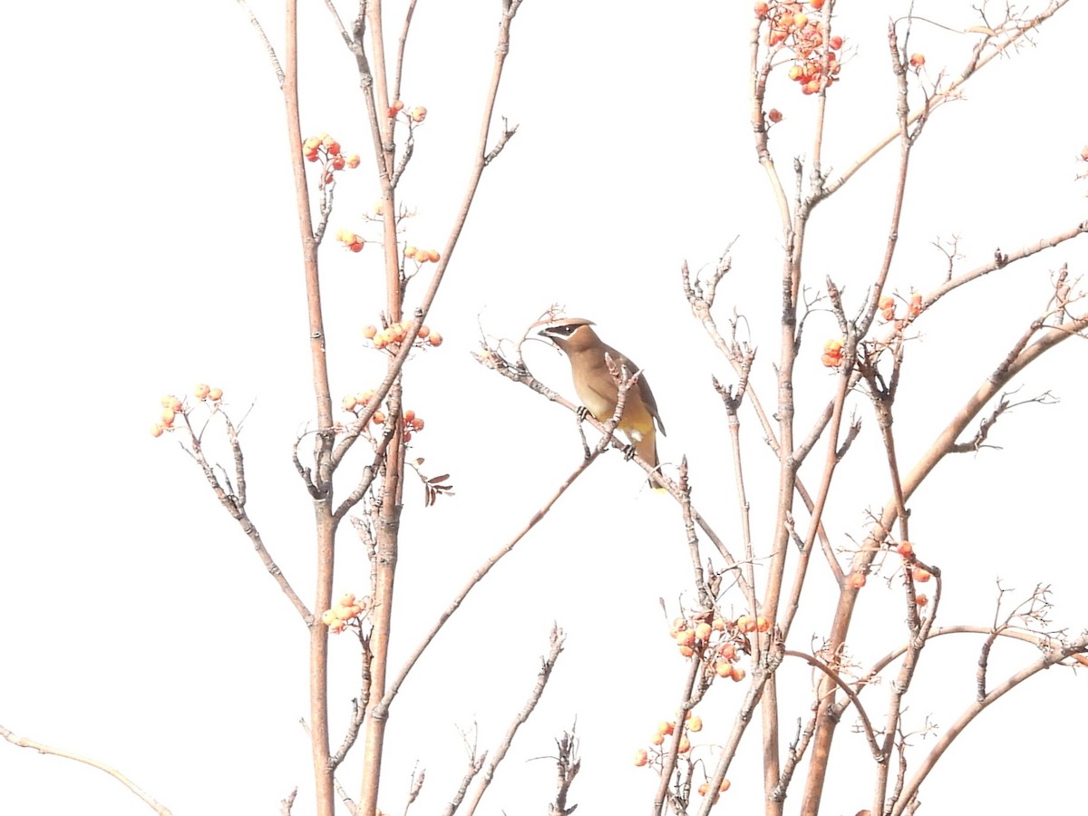 Ampelis Americano - ML647658703