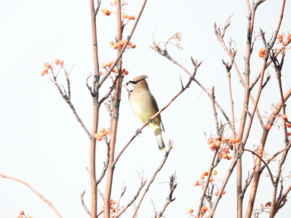 Ampelis Americano - ML647658704