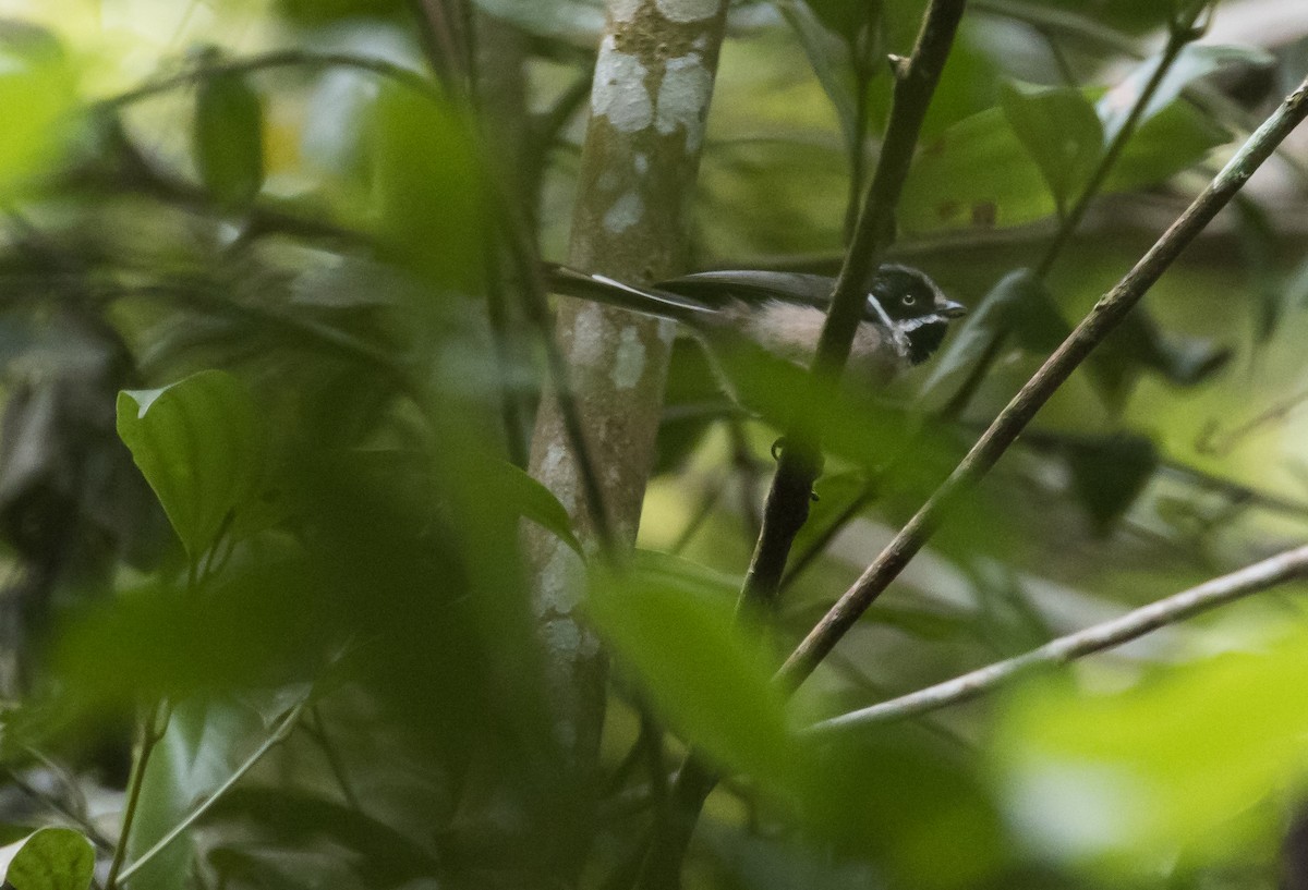 Mito Gorjinegro - ML647658707