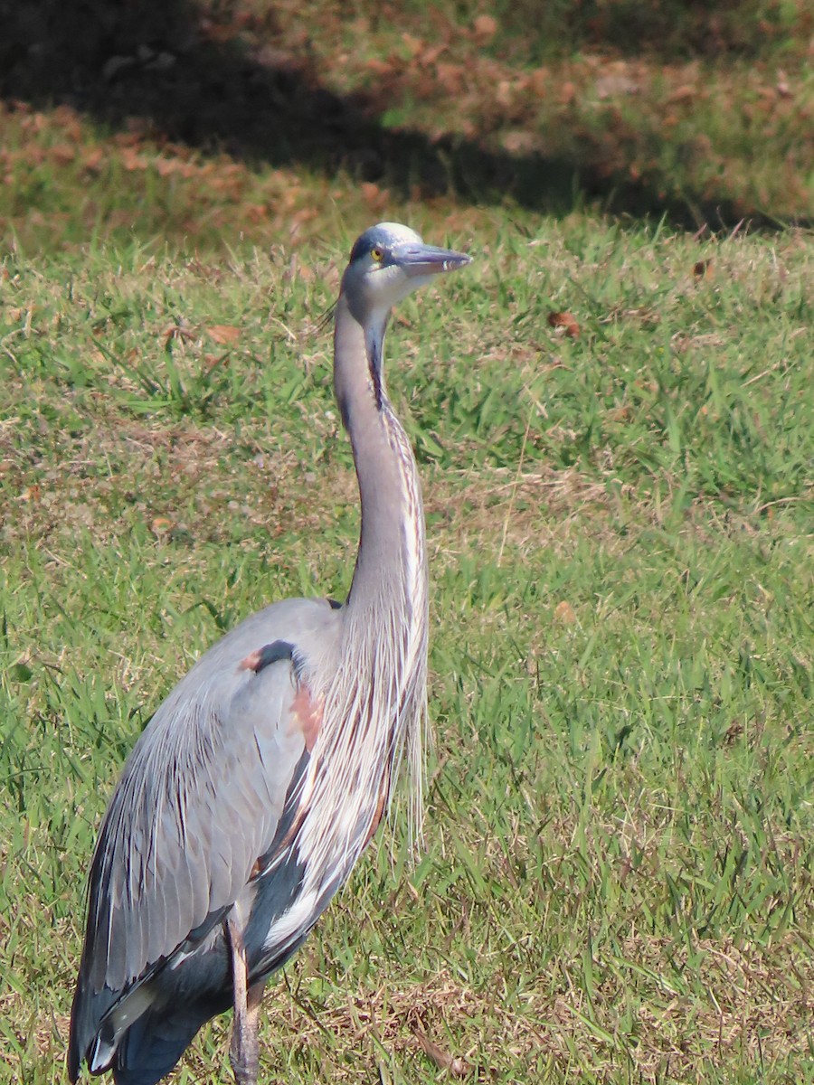 Garza Azulada - ML647658709
