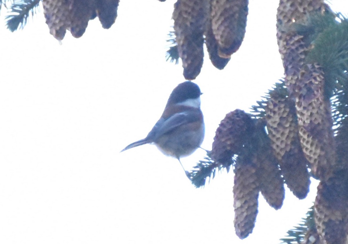 Carbonero Dorsicastaño - ML647658713