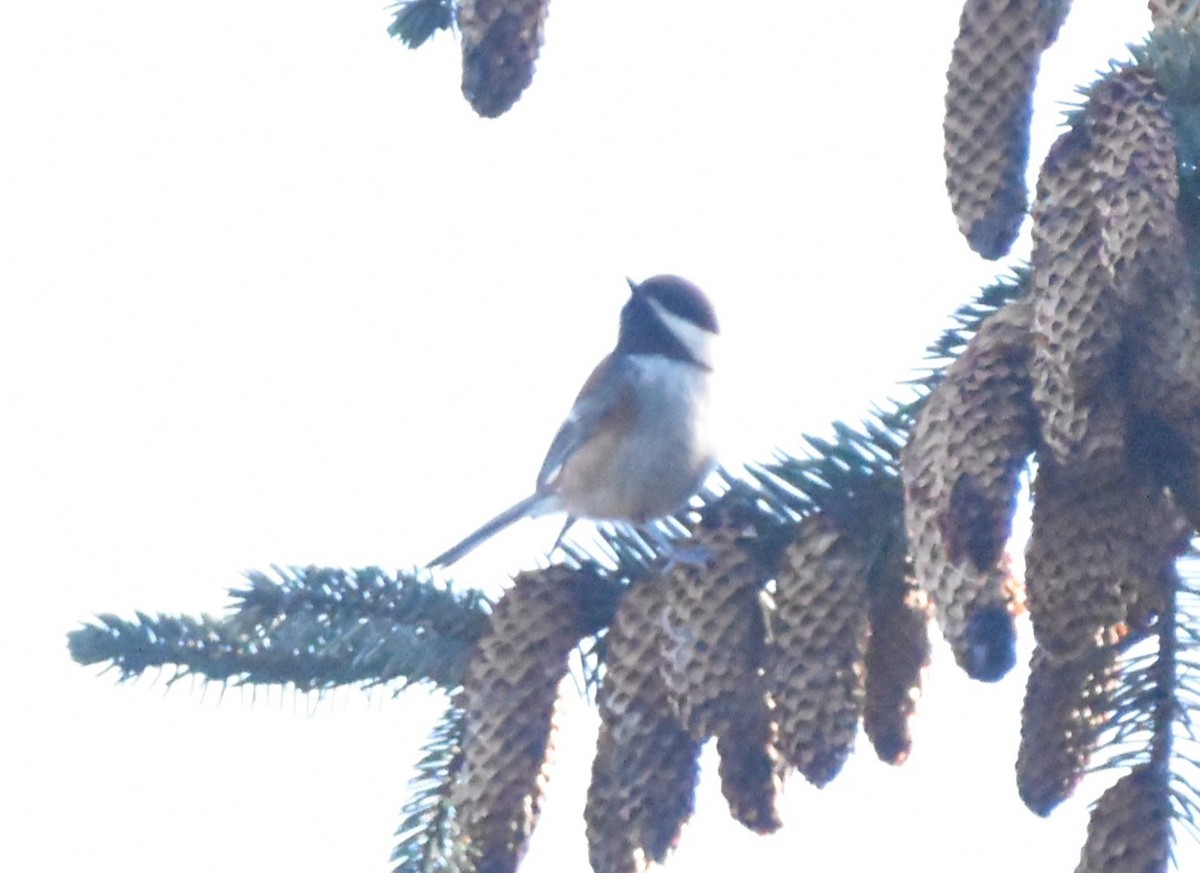 Carbonero Dorsicastaño - ML647658714