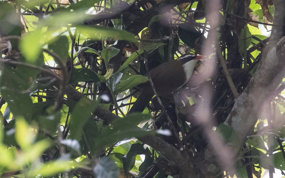 Red-billed Scimitar-Babbler - ML647658727