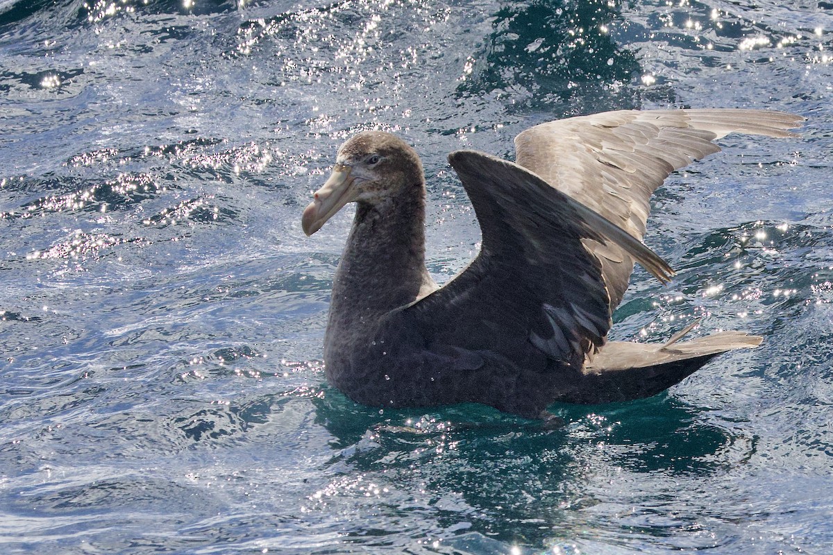 Northern Giant-Petrel - ML647658735