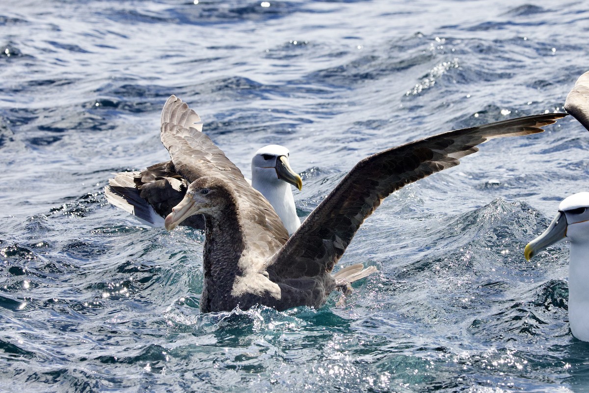 Northern Giant-Petrel - ML647658738