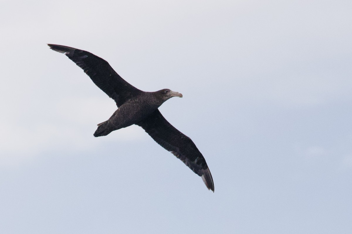 Northern Giant-Petrel - ML647658749