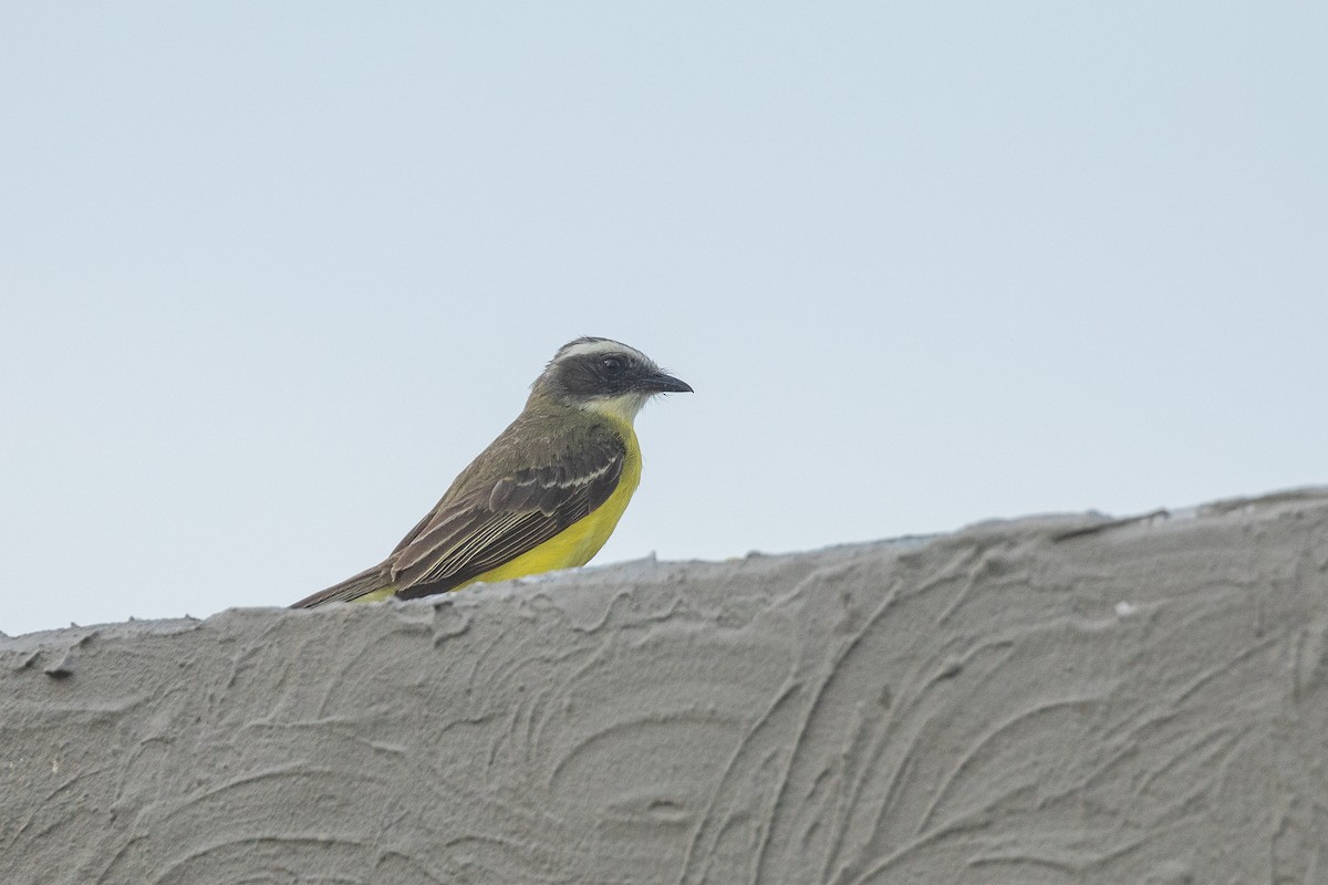 Tyran sociable - ML647658761