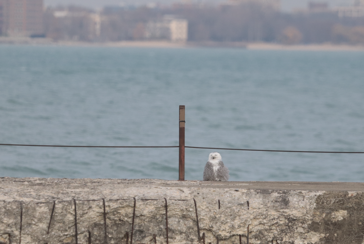 Snowy Owl - ML647658767