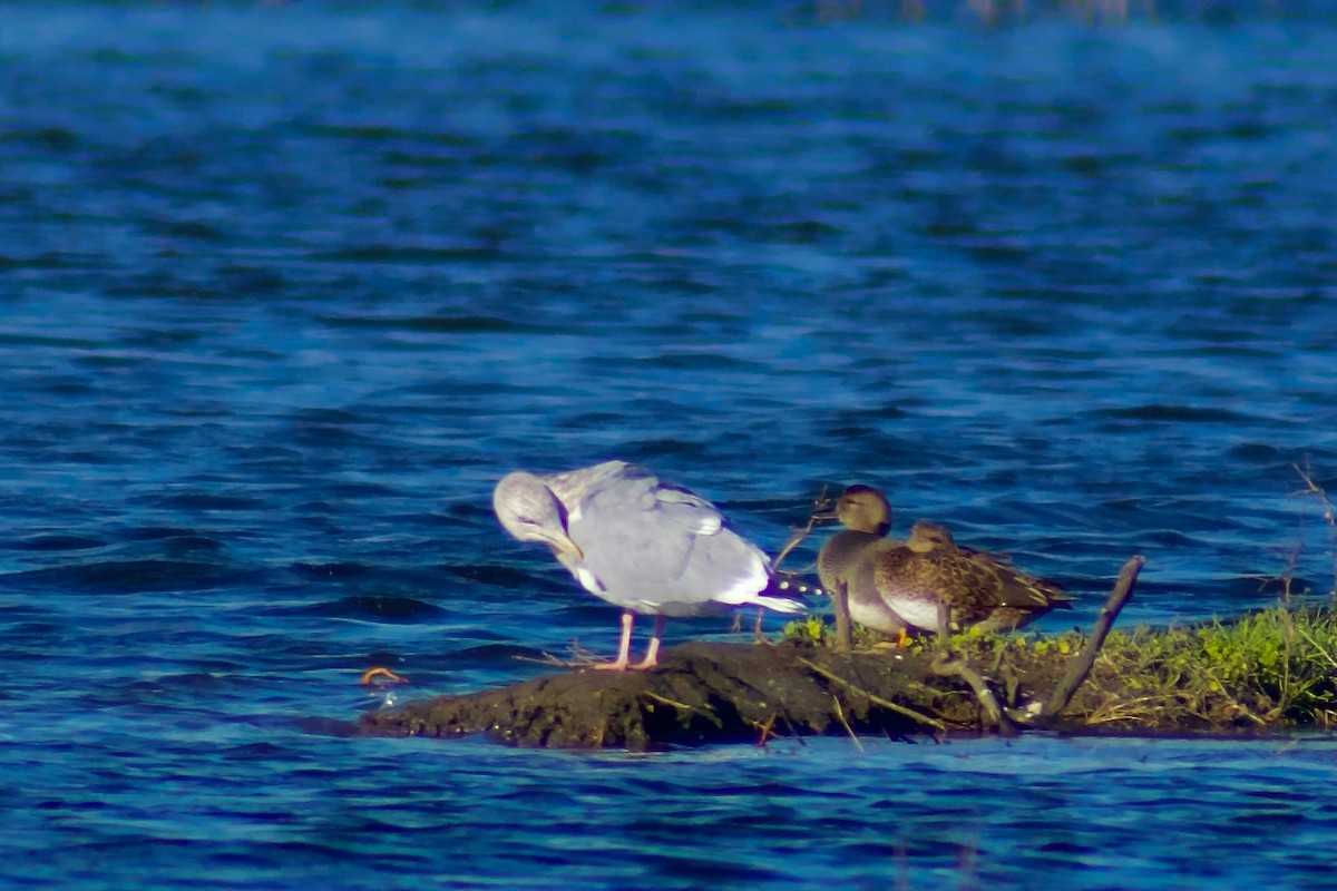 American Herring Gull - ML647658780