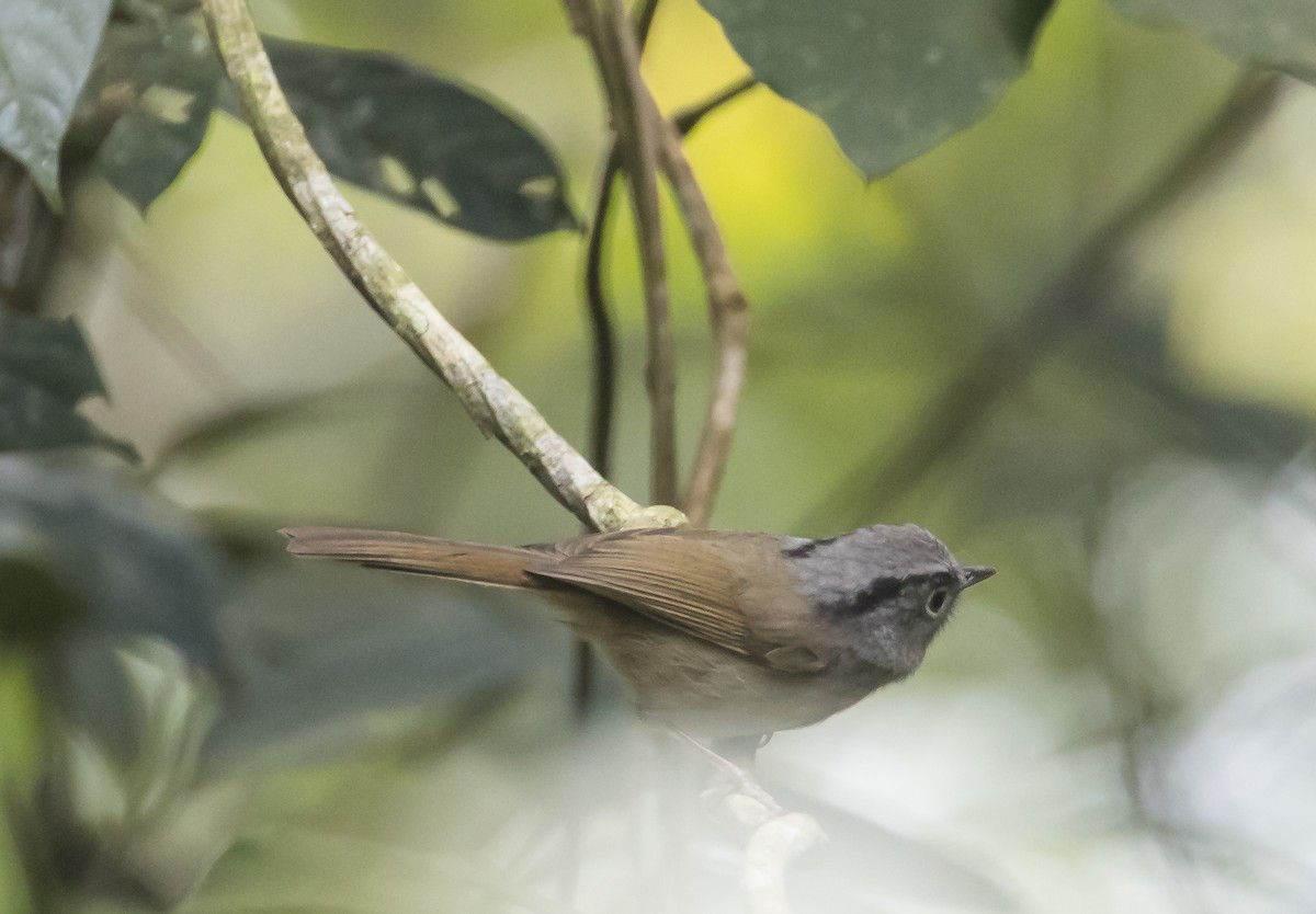 Mountain Fulvetta - ML647658789