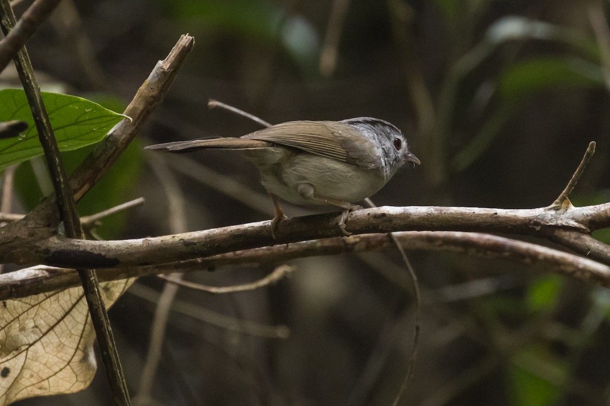 Mountain Fulvetta - ML647658790