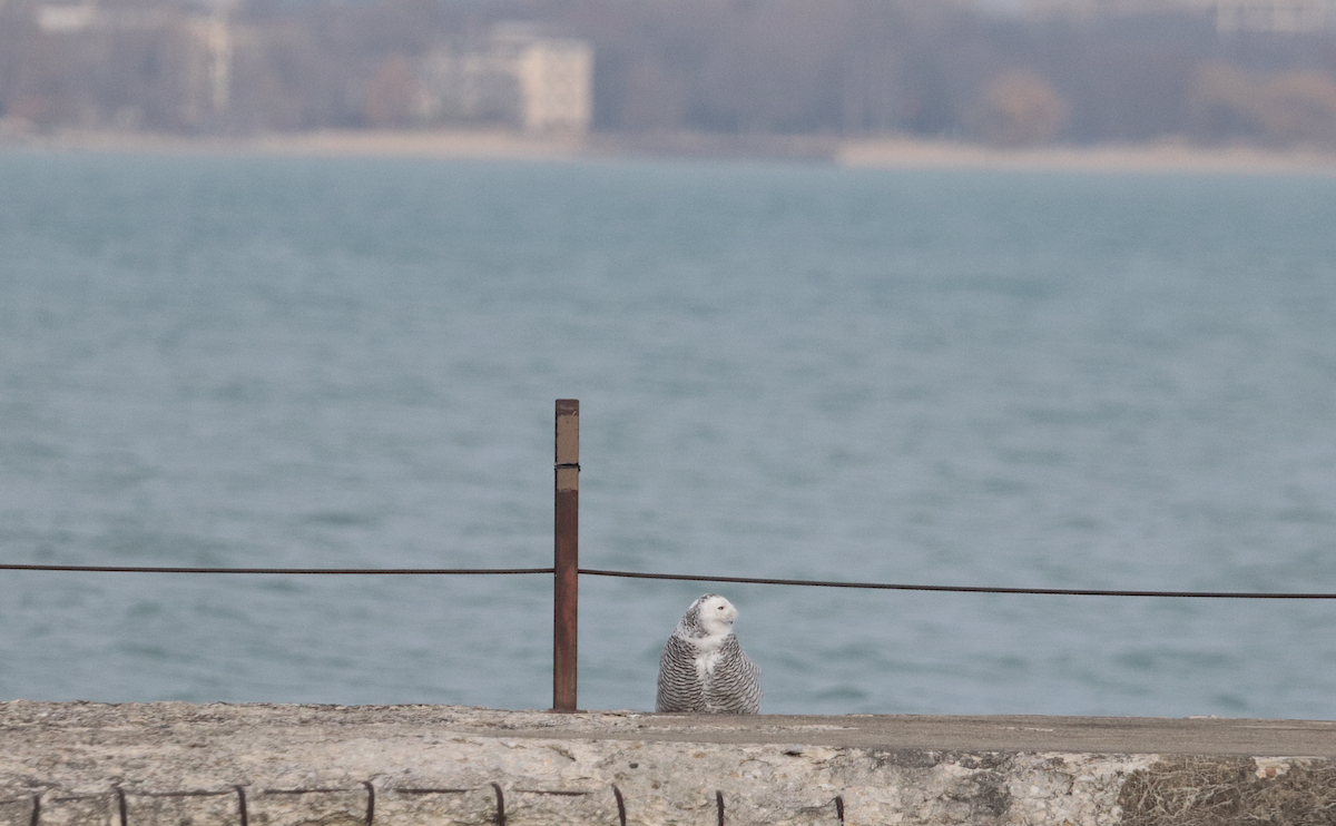 Snowy Owl - ML647658794