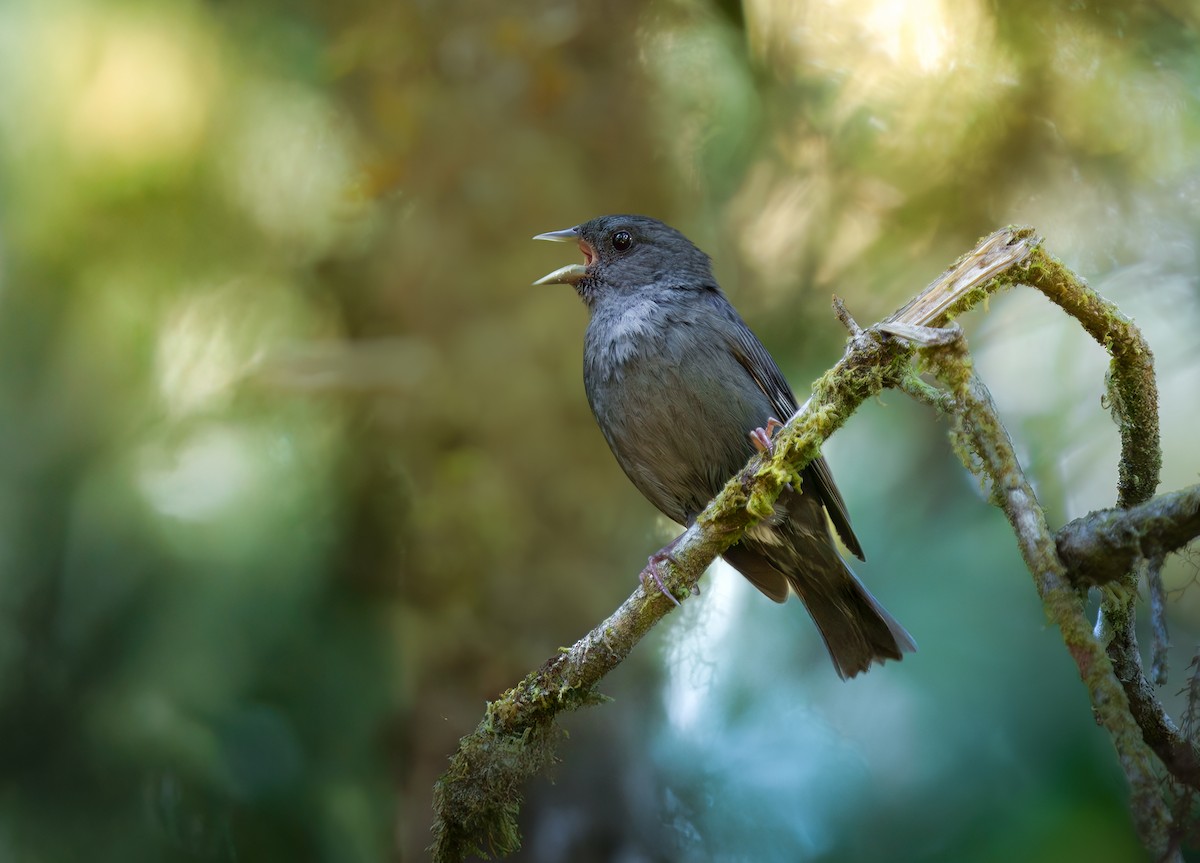 Slaty Finch - ML647658814