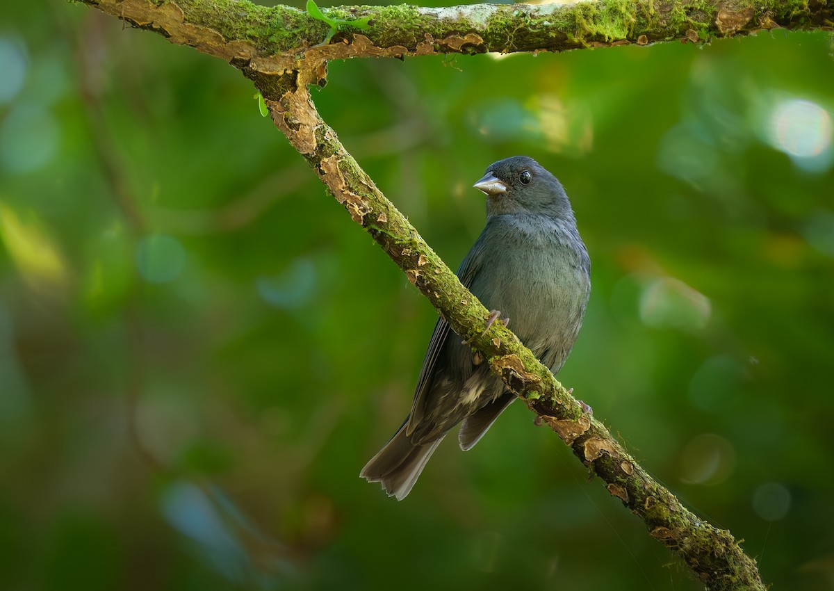 Slaty Finch - ML647658815