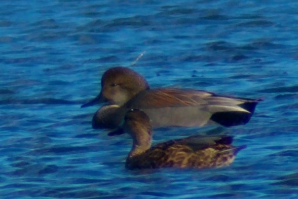 Canard chipeau - ML647658816