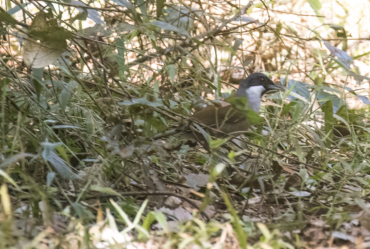 White-cheeked Laughingthrush - ML647658839