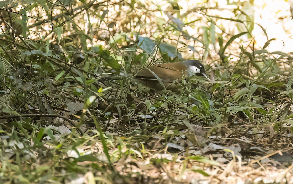 White-cheeked Laughingthrush - ML647658841