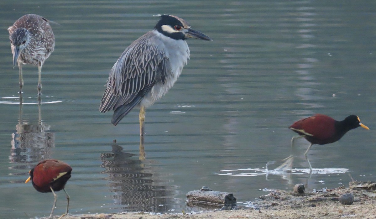 kvakoš žlutočelý - ML647658858