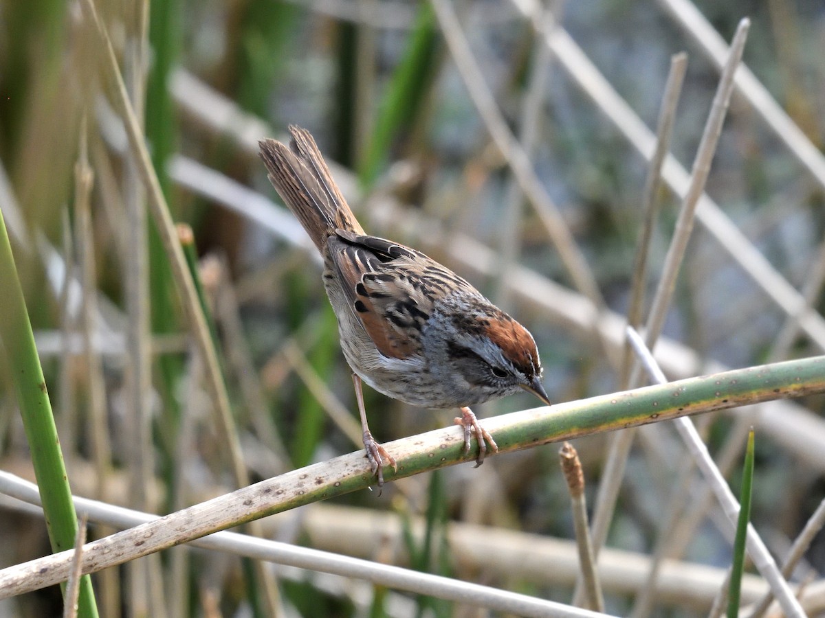 Swamp Sparrow - ML647658901