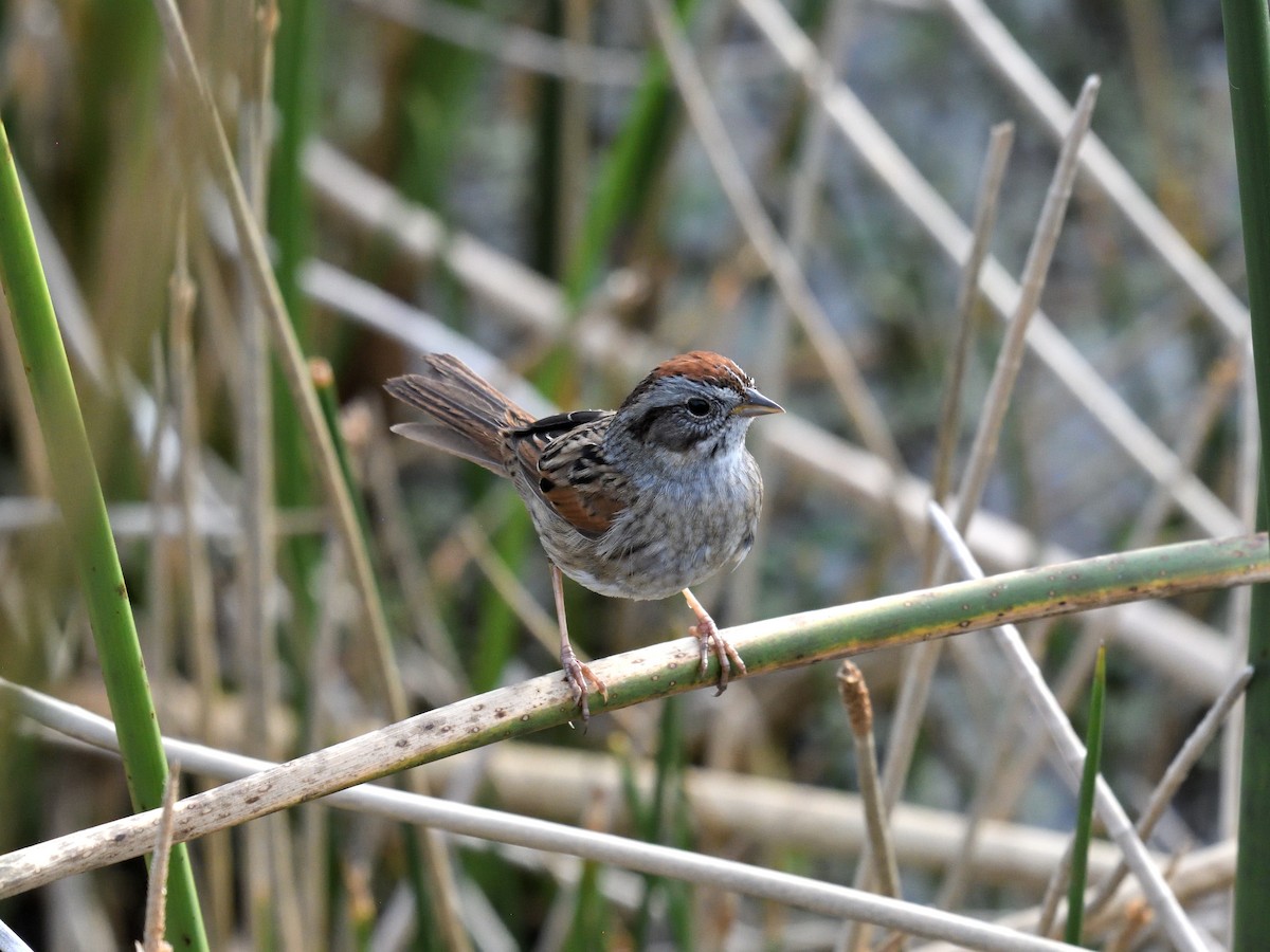 Swamp Sparrow - ML647658902