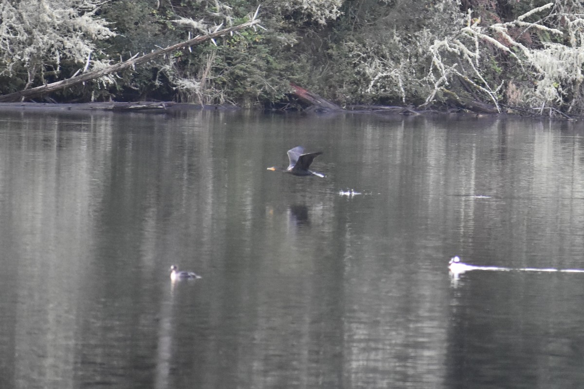 Cormorán Orejudo - ML647658906