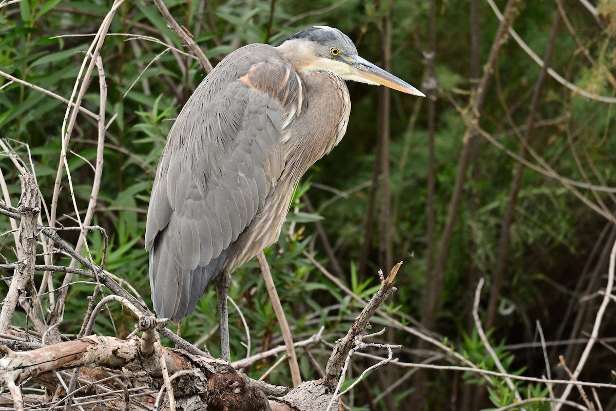 Great Blue Heron - ML647658907
