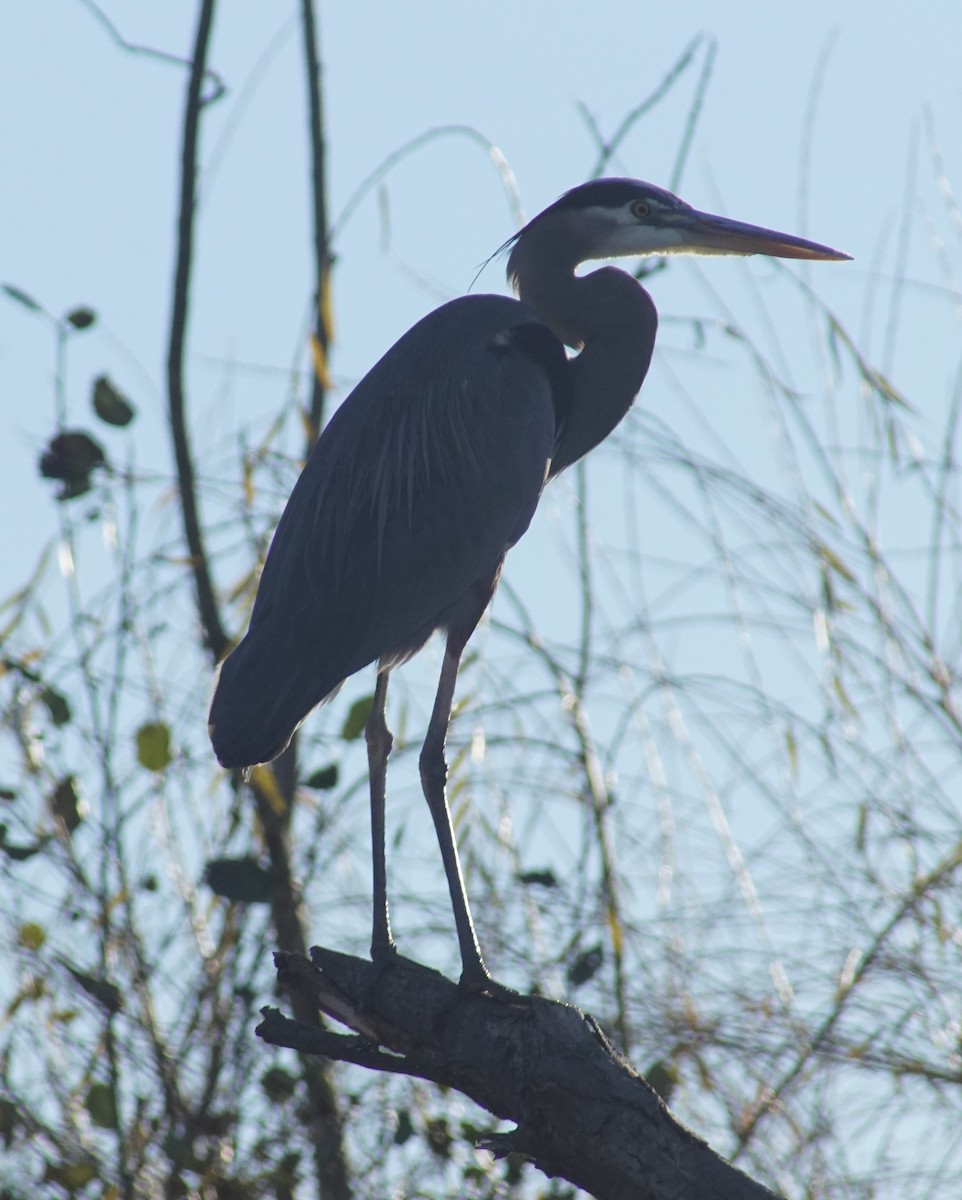 Great Blue Heron - ML647658911