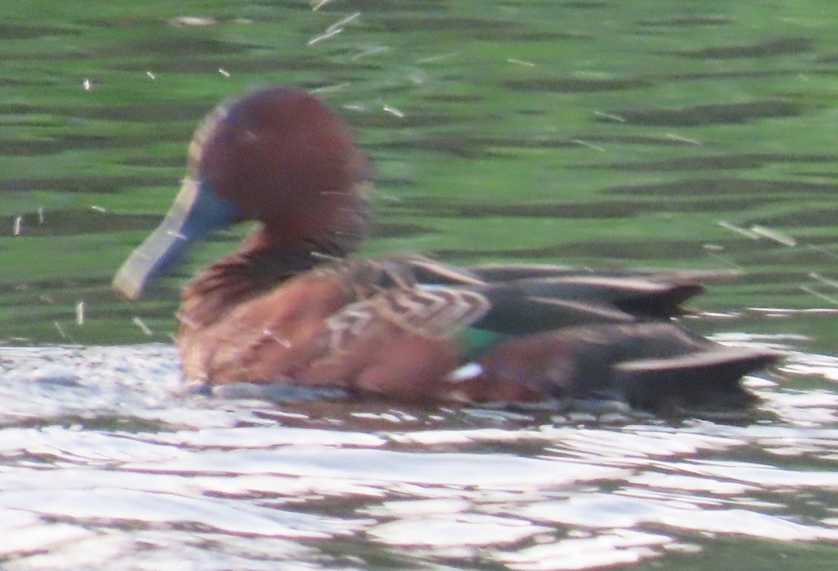 Cerceta Colorada - ML647658929