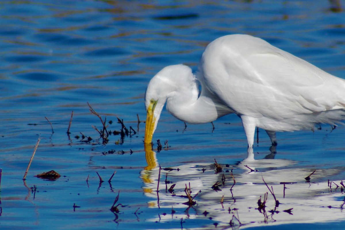 Garceta Grande - ML647658932