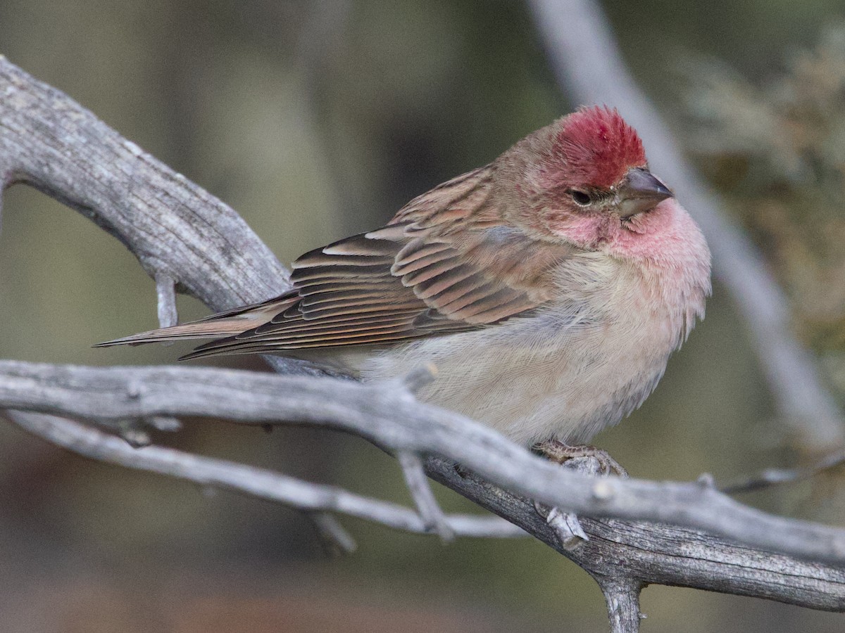 Camachuelo de Cassin - ML647658934