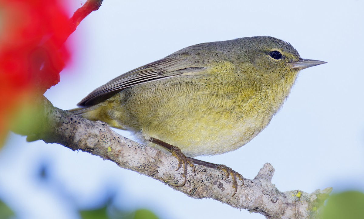 Reinita Coroninaranja - ML647658936