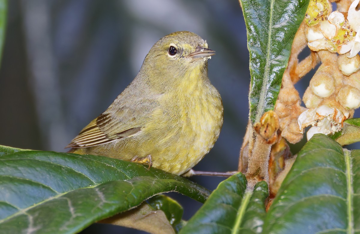 Reinita Coroninaranja - ML647658937