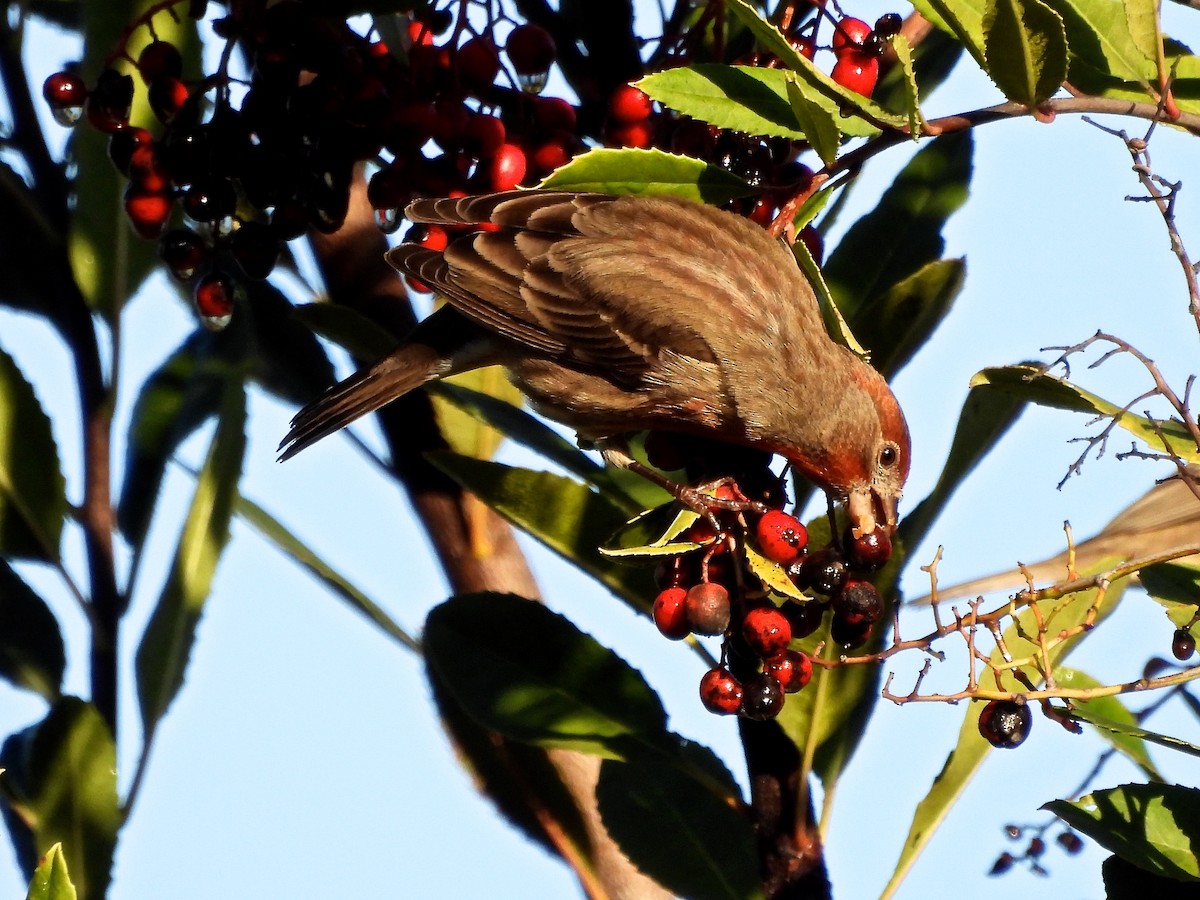 Camachuelo Mexicano - ML647658938