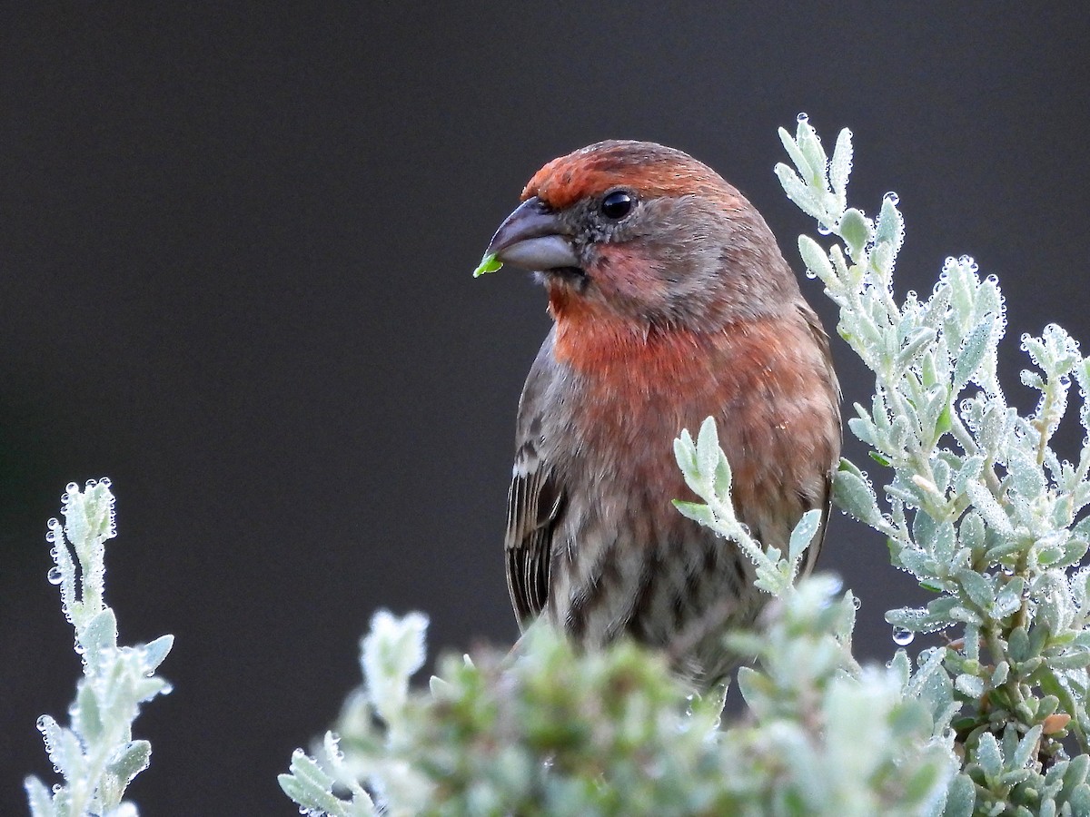 Camachuelo Mexicano - ML647658941