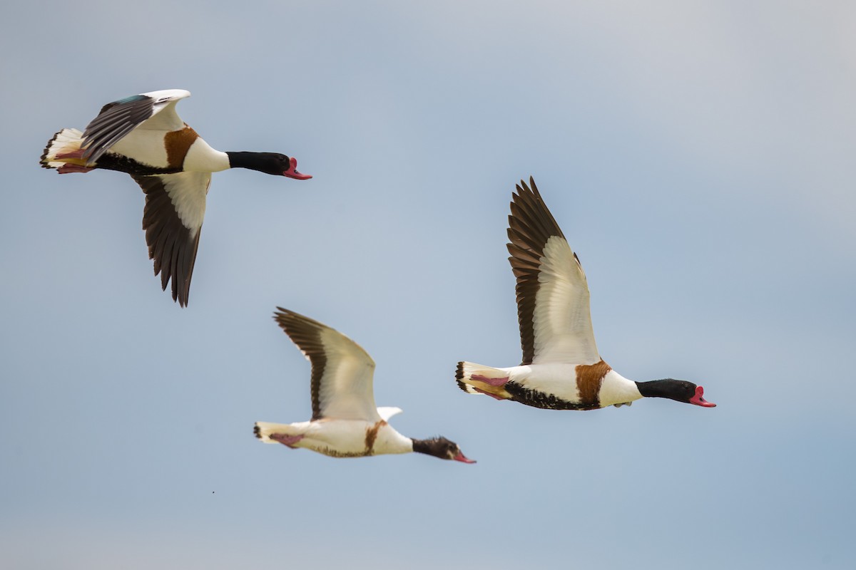 Tarro Blanco - ML647658942