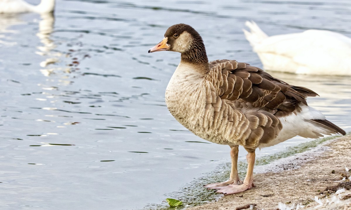 Ánsar Común x Barnacla Canadiense Grande (híbrido) - ML647658943