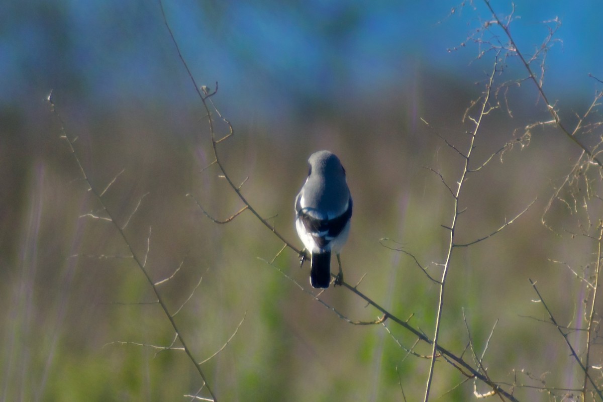 Alcaudón Americano - ML647658944