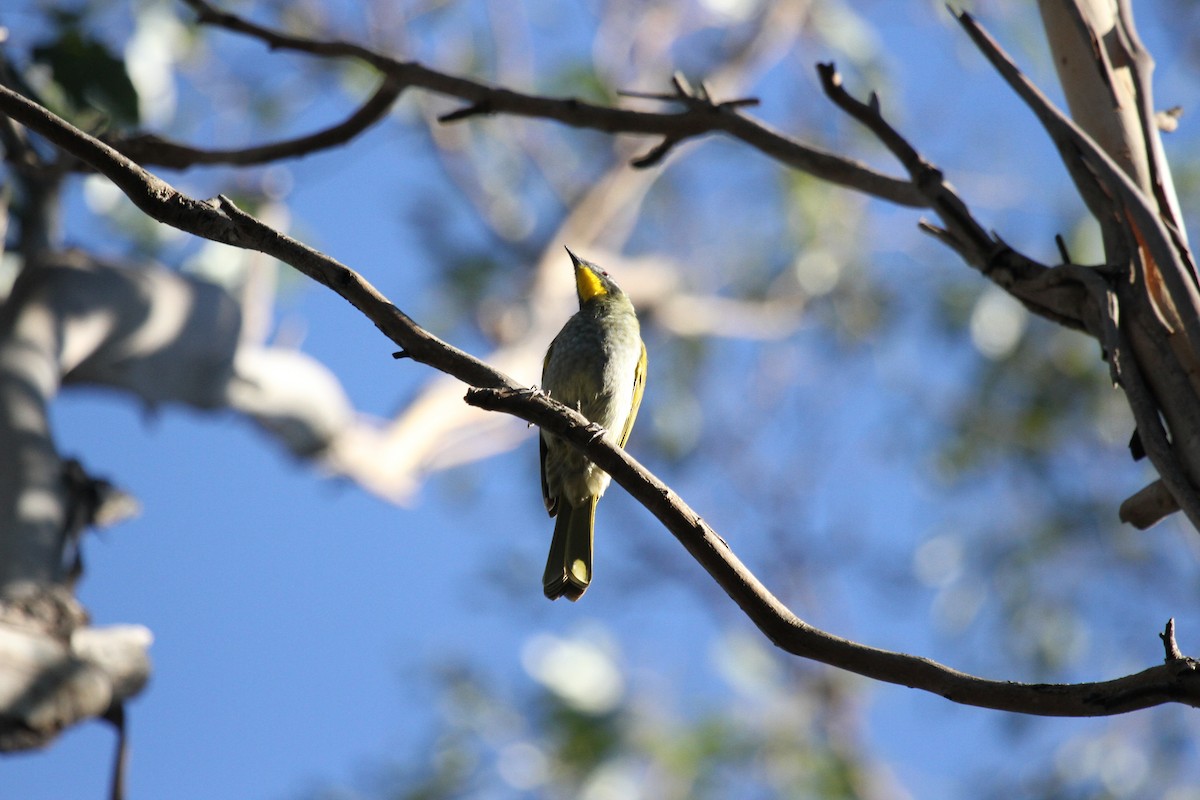 Mielero Cuelligualdo - ML647658945