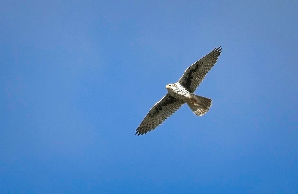 Halcón Mexicano - ML647658946