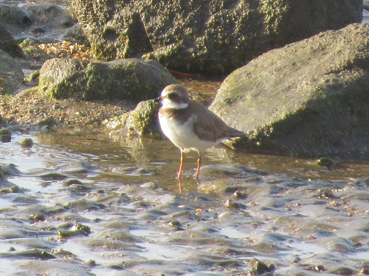 Cormorán Biguá - ML647658950
