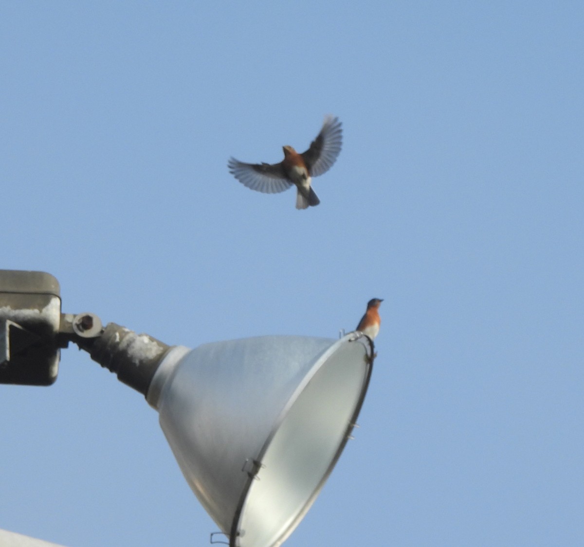 Azulejo Oriental - ML647658951