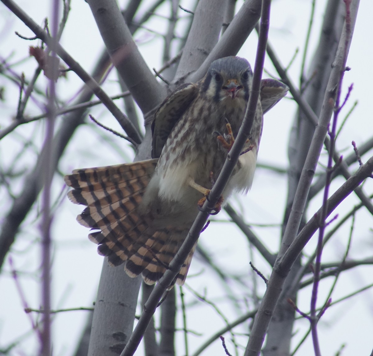 Cernícalo Americano - ML647658952