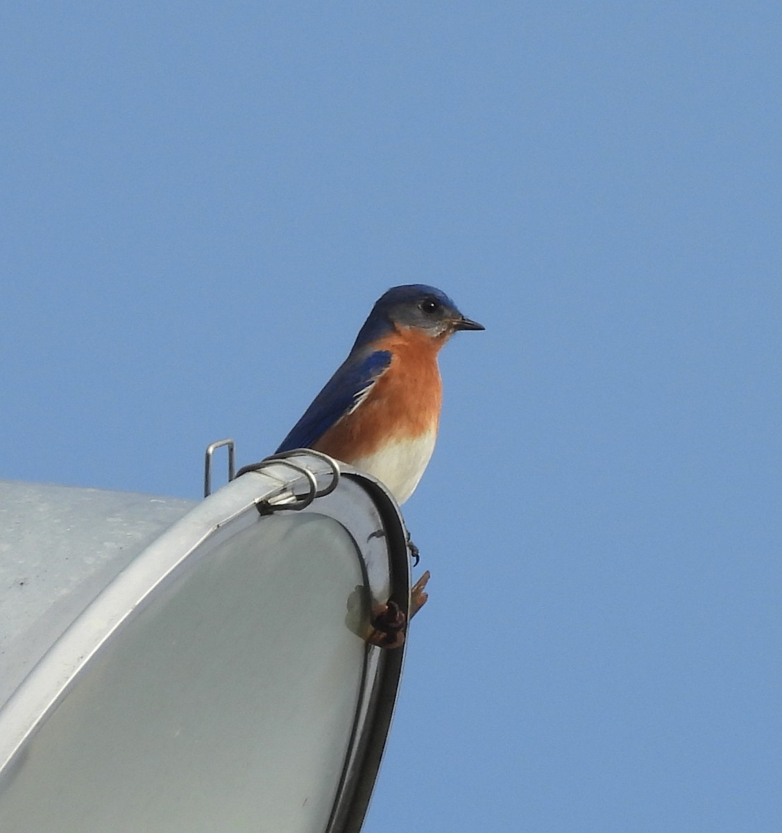 Azulejo Oriental - ML647658954